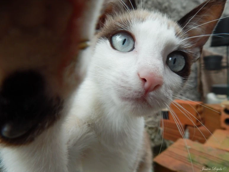 14015269397_9b852dbfb9_b.jpg?type=w773