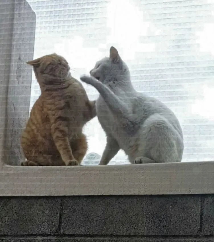 773a3c07cac9e530.orig