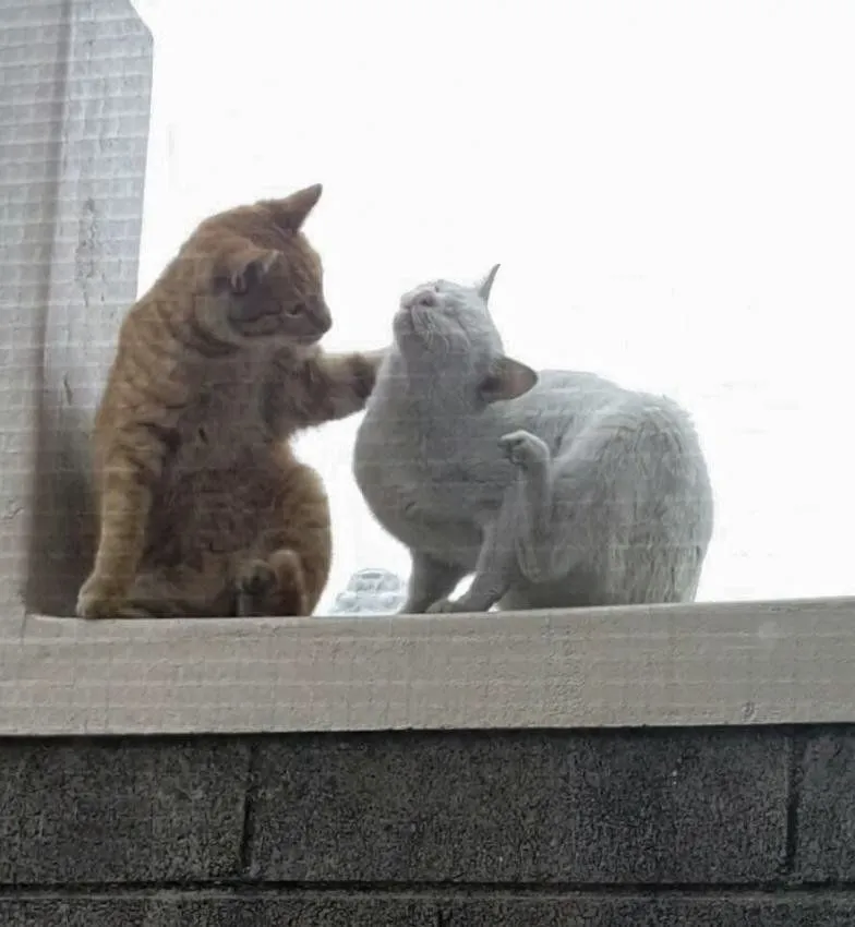 e1889c377af9e184.orig