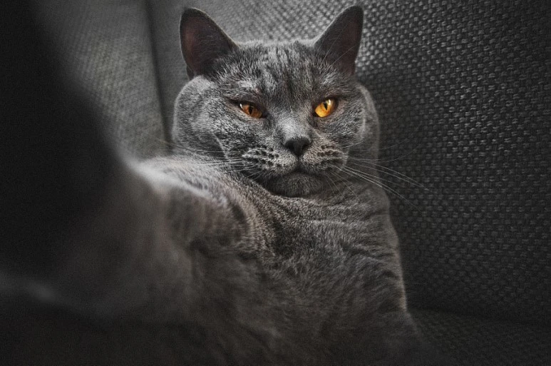 stock-photo-100489107.jpg?type=w773