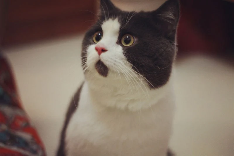 chin-fur-makes-cat-look-surprised-banye-china-7.jpg?w=800&amp;h=533