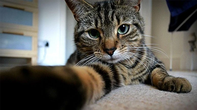 cat-selfies-are-amazing.jpg?type=w773