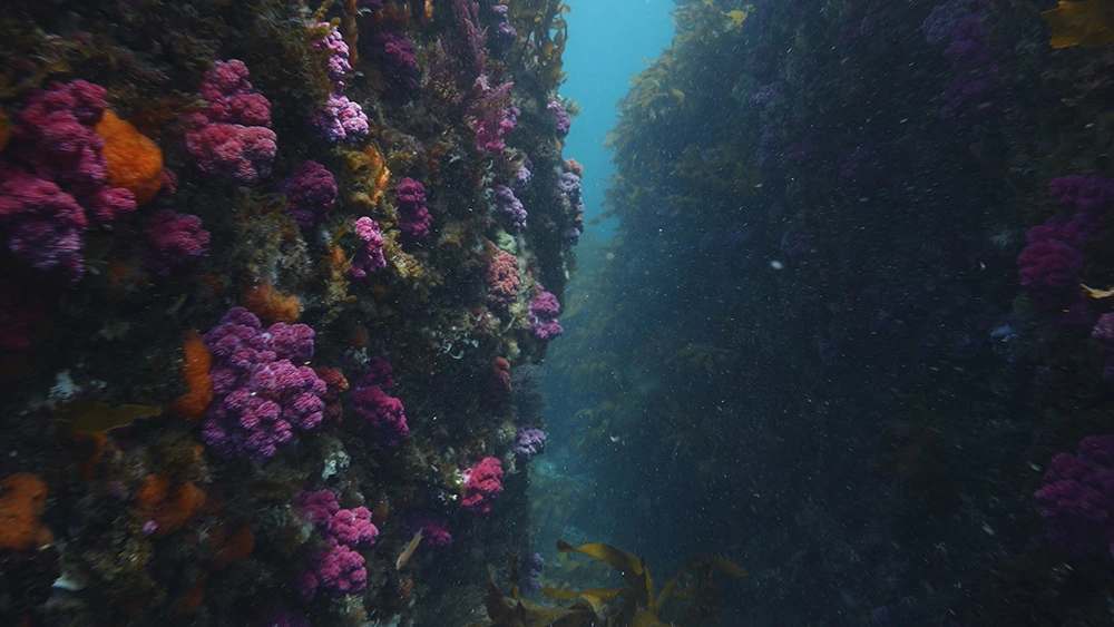 f917e7754e2e480a18bee31d355a5a5d58340dc8