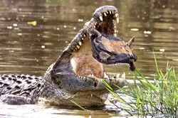 7bc7f844c9a04c3659a838405bde125c9caf102fc0fafeec35ad8b5d6ece7db2e42848cdf2fd625f0dc7747742dab01066c6e2ed0d0c98b89a857acd5e9482abe6542428e5a09b9b95df8a7f2c919c2d76fde2354c36e4c0bbe70b642b2b26aaa62677872a2a5c656abc56d1dffb8d28