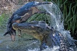 31bd856a7f187650466787070afcaac9a381f7db4c4775a84aa0b014edf1ee4ee1c4c54ff348c3b5b74ae144302c699c10f5706a26fa34e893a7873bf8ab1c09aa7cbbff2323c565a39f8fa3de73a1608e4bceec08a8456db06a85c8facc2ef6976a1a3f982eb3c918e5cfeec695117b