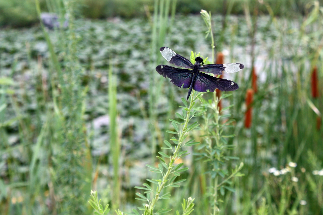 경안천 습지20170724 120.JPG