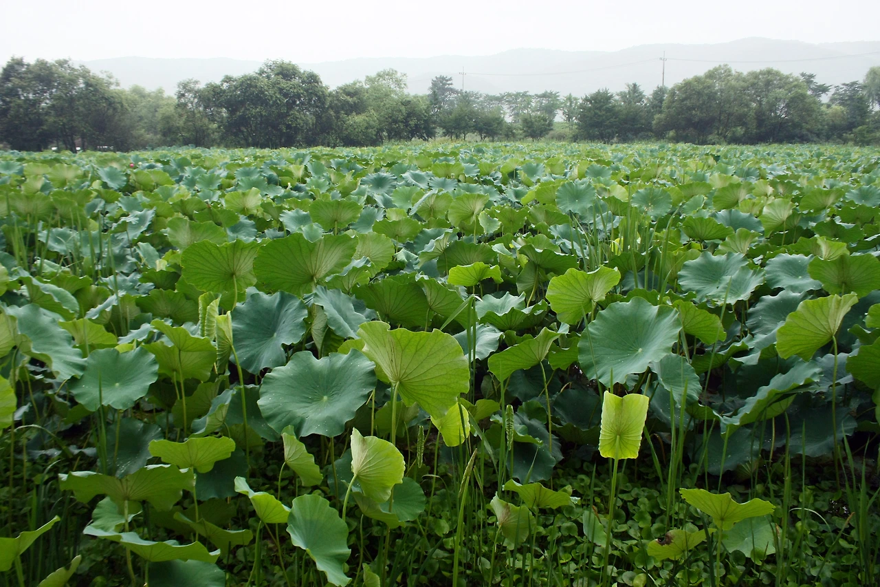 경안천 습지20170724 003.JPG