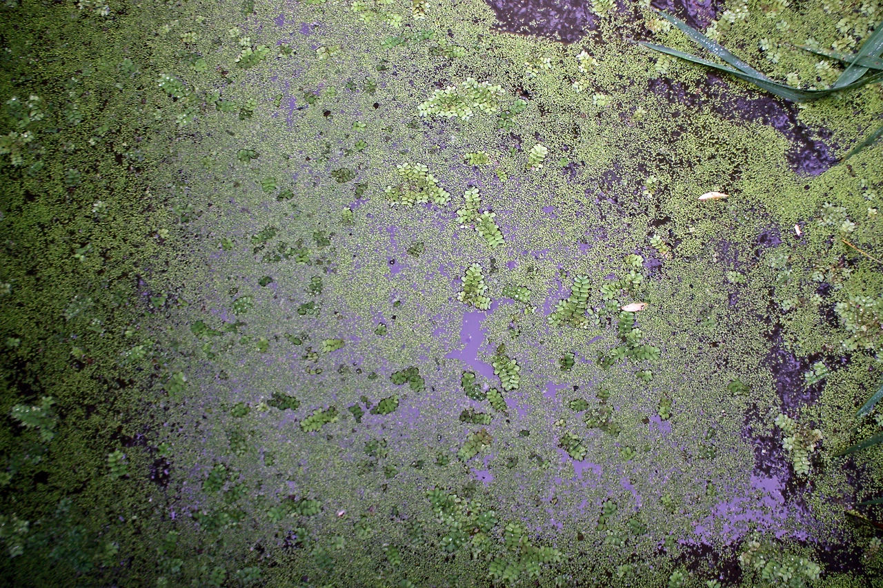 경안천 습지20170724 038.JPG