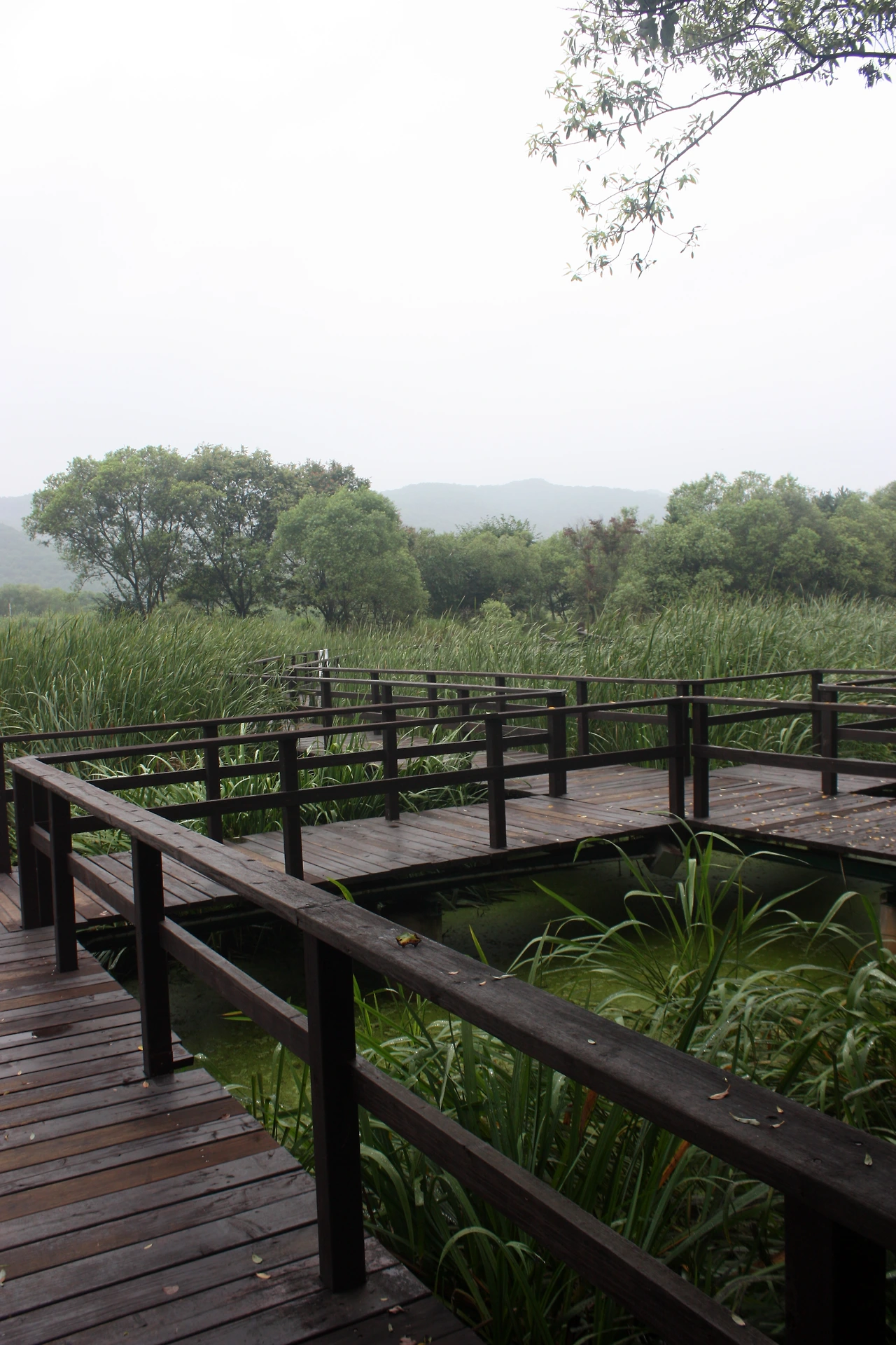 경안천 습지20170724 034.JPG