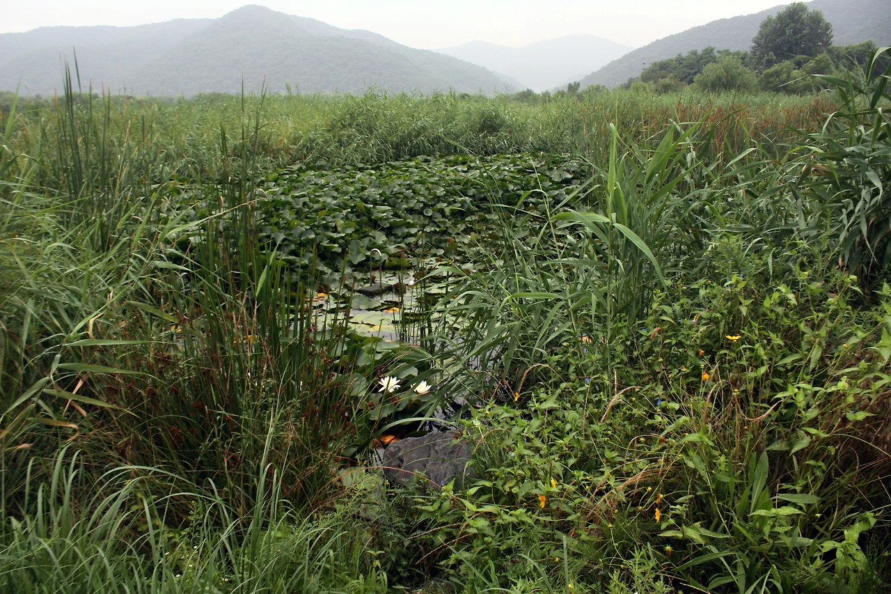 경안천 습지20170724 079.JPG