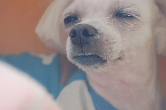 %EA%B2%8C%EC%8A%B4%EC%B8%A0%EB%A0%88%EA%B0%9C%EC%95%84%EB%A0%A8%EB%88%88%EB%B9%9B_01.jpg?type=w1200