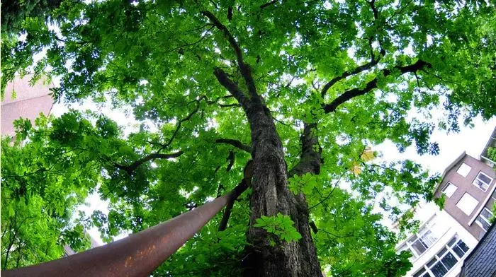 안네의 나무.JPG