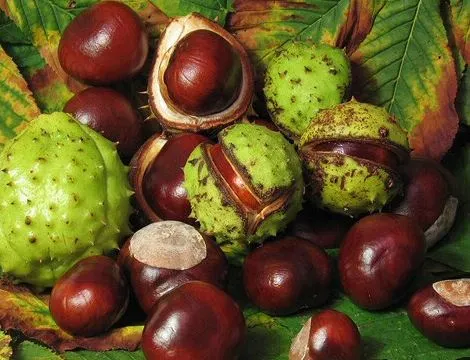 마로니에 열매.JPG