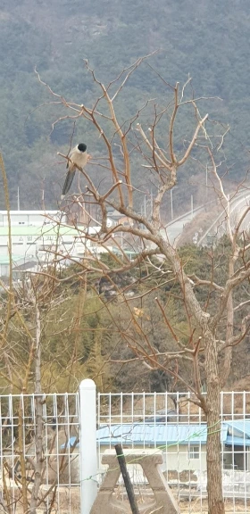 지호의 새.jpeg