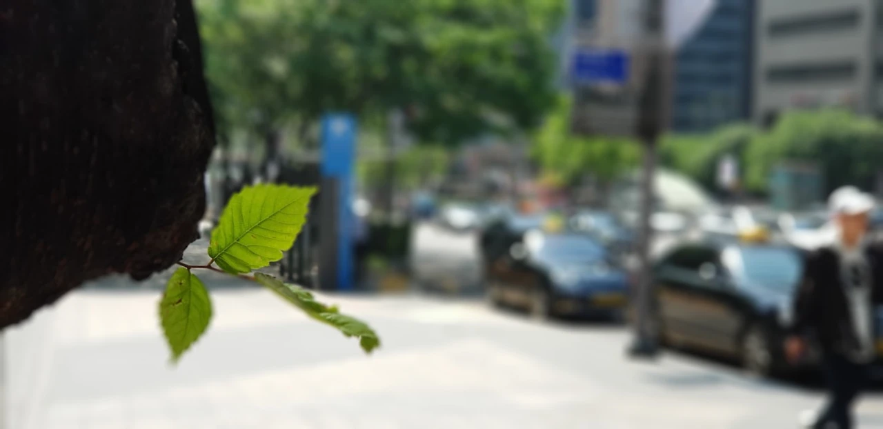 그림 3. 도심 속 나무의 어린 잎처럼 직장인들은 오늘도 힘겹게 하루를 견뎌낸다.jpeg