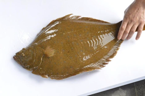 2476183A54ED2B0E05EB7E