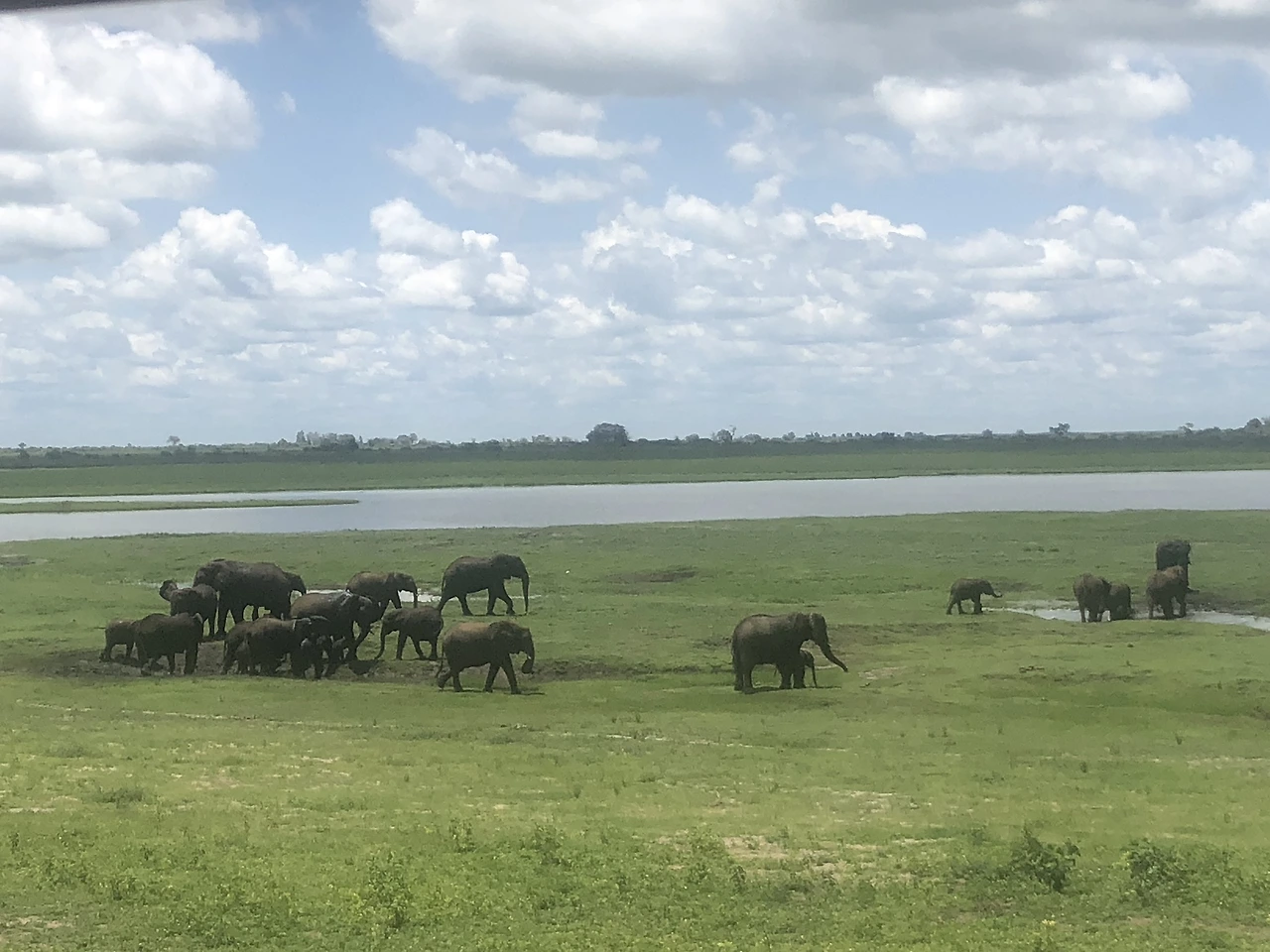 사진4. 코끼리 무리.JPEG