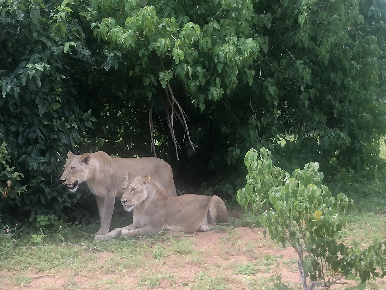 사진3-1 사자.JPEG