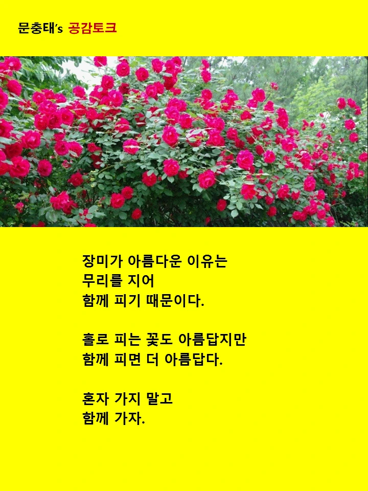 장미가 아름다운 이유는.GIF