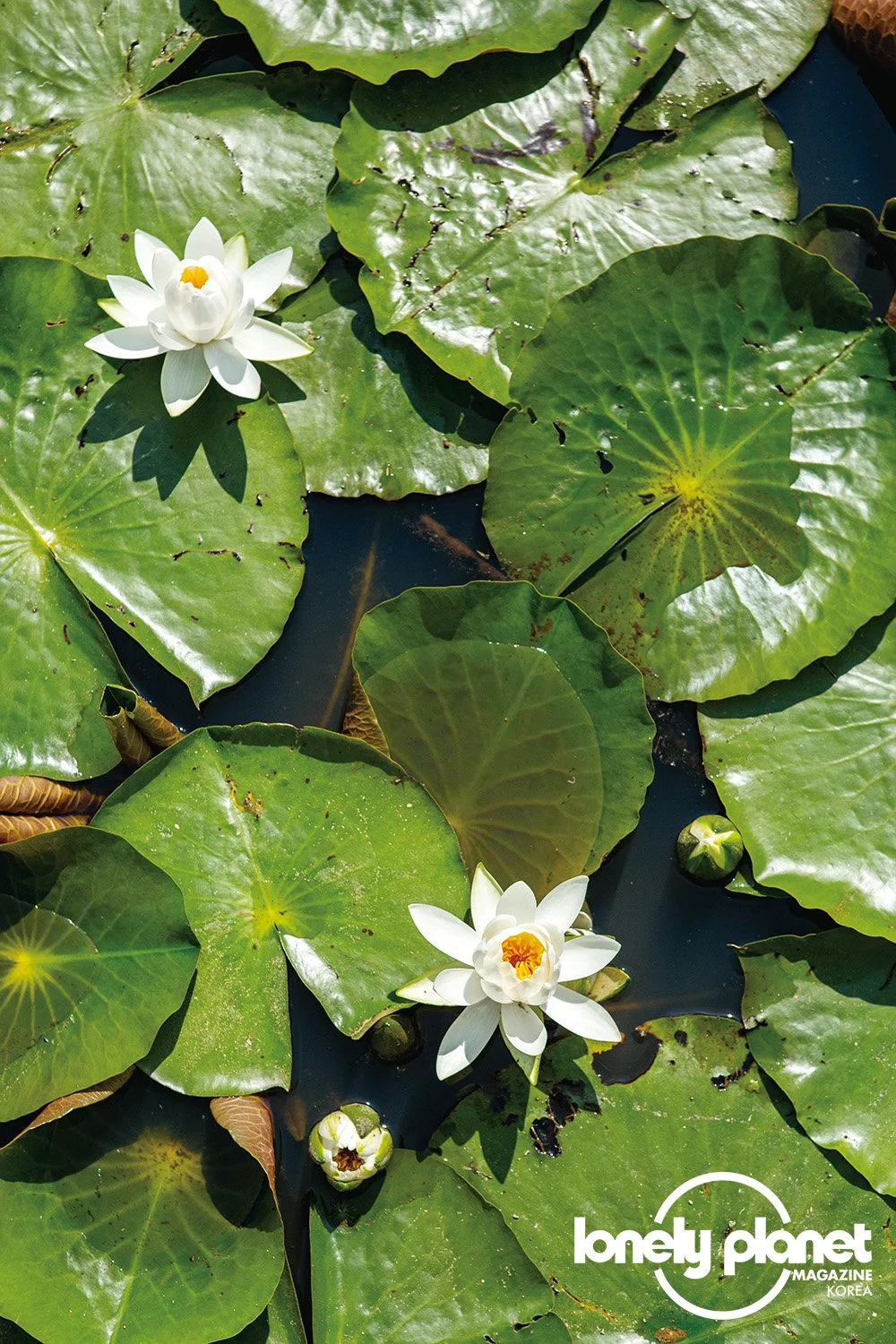 image_5787222581594193842517.jpg?type=w1200