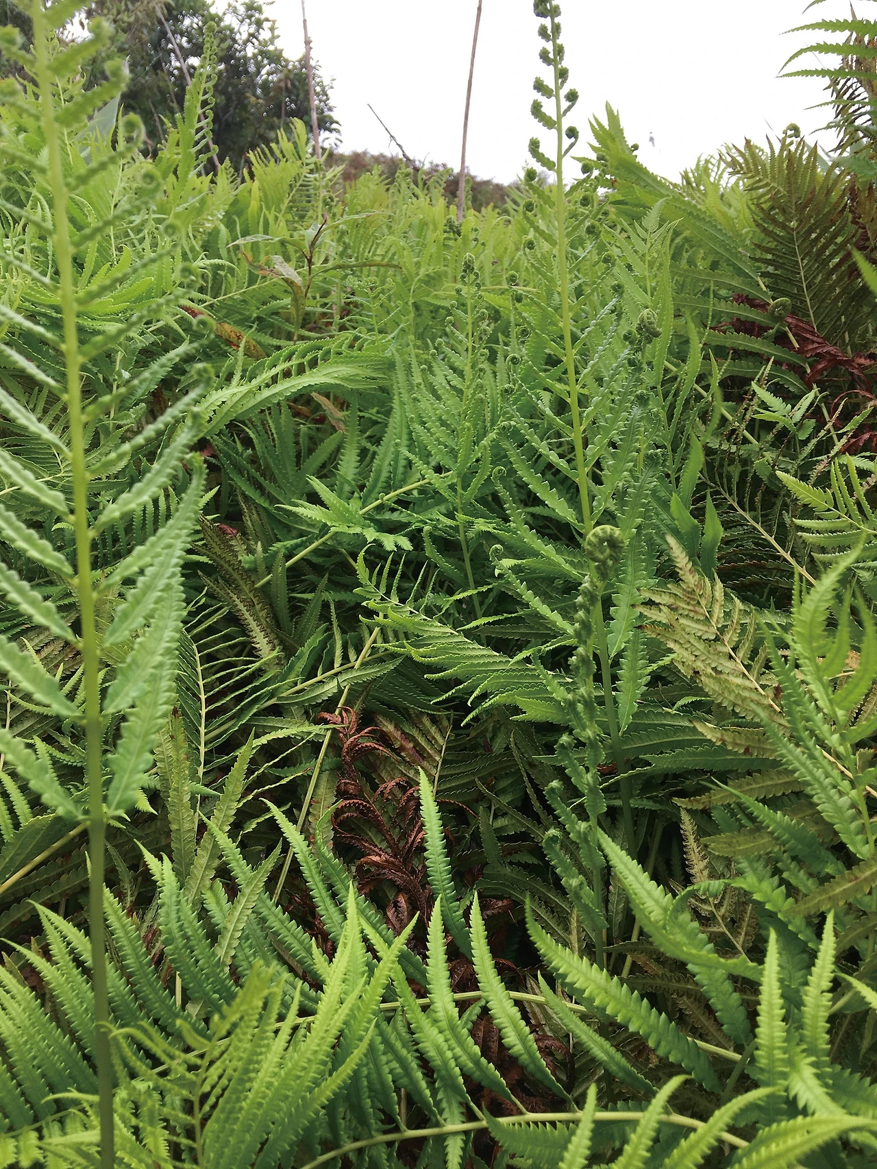 검은별고사리 2 제주도 서귀포시.JPG