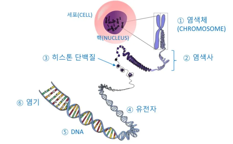 4-1 세포사진.JPG