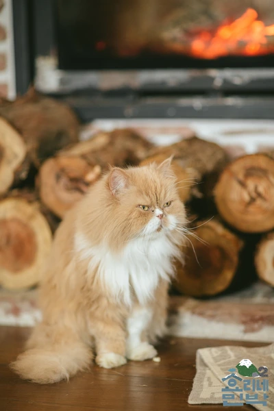 image_4915741341523771867391.jpg?type=w966