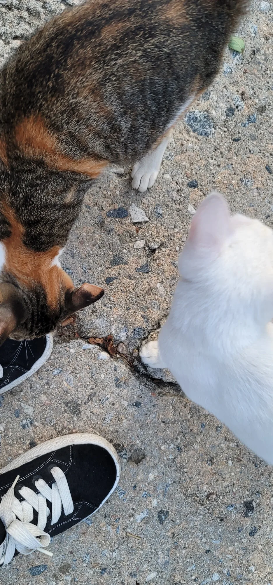 20250904%EF%BC%BF062737.jpg?type=w1