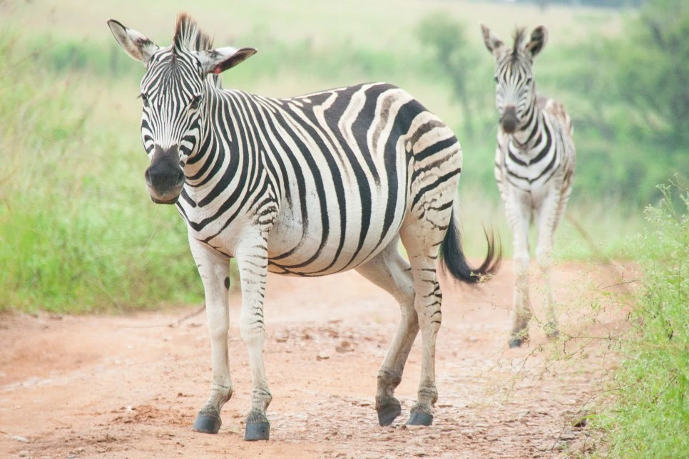 IMG_0260_Developed.jpg?type=w966