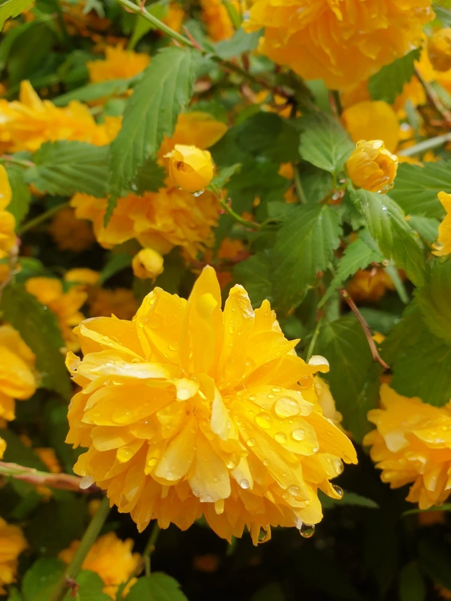 20210428%EF%BC%BF100008.jpg?type=w1