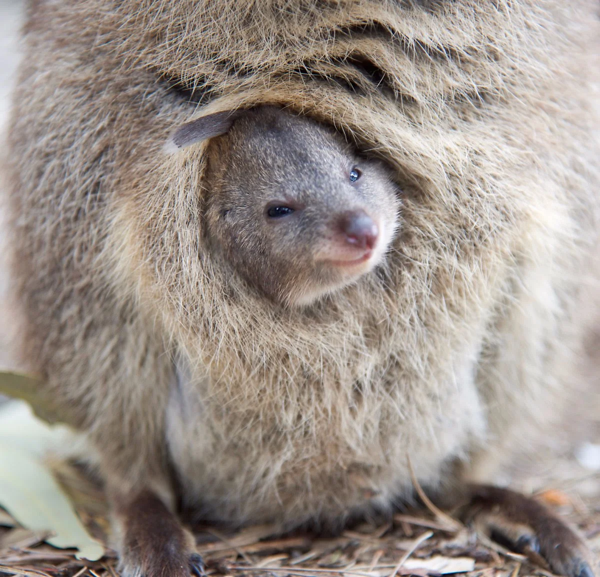 image_1678406401509610310381.jpg?type=w1200