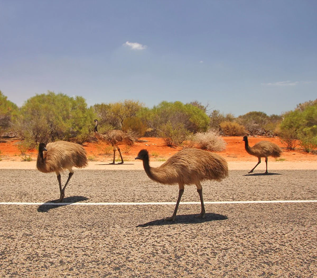 image_7042326573463431.jpg?type=w1200