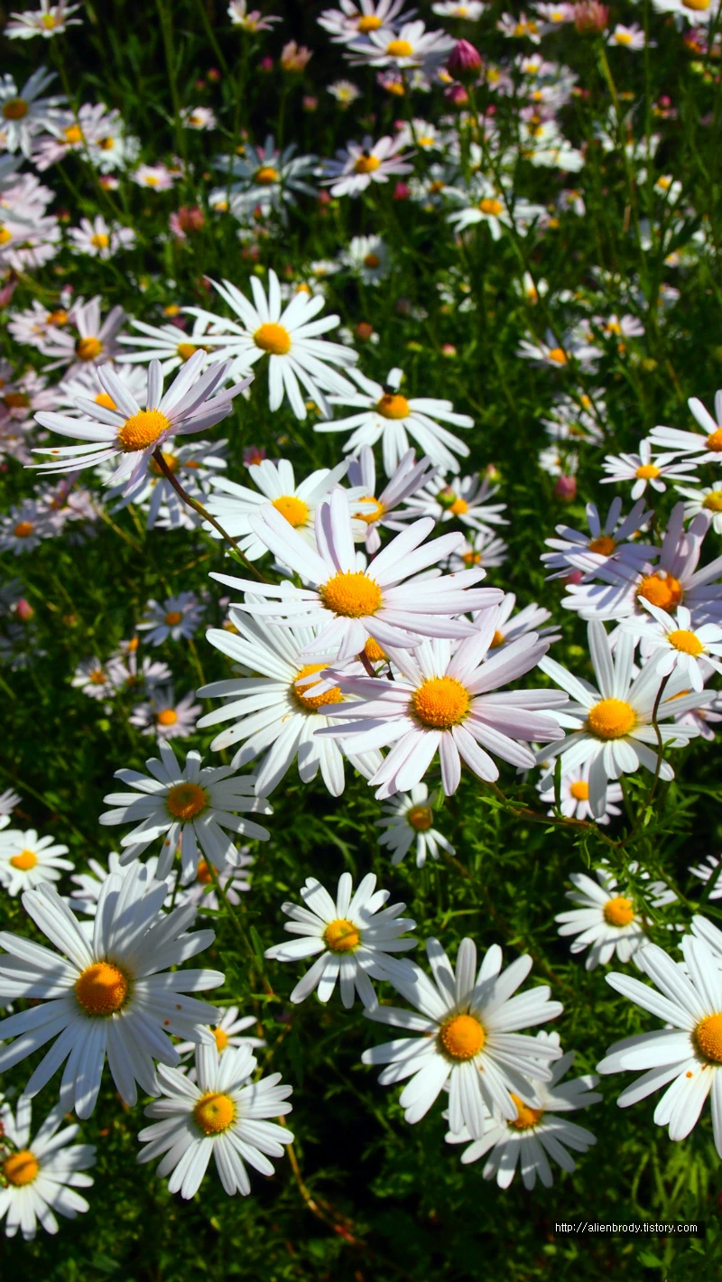 267BA63754B631A511996E