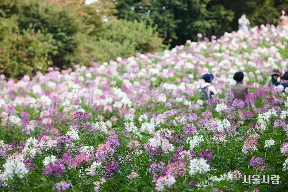 201811_06_3.jpg?type=w966