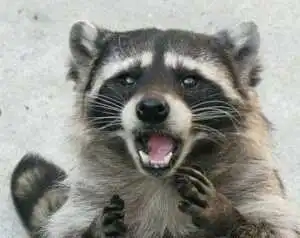 1321529783174.jpg?type=w966