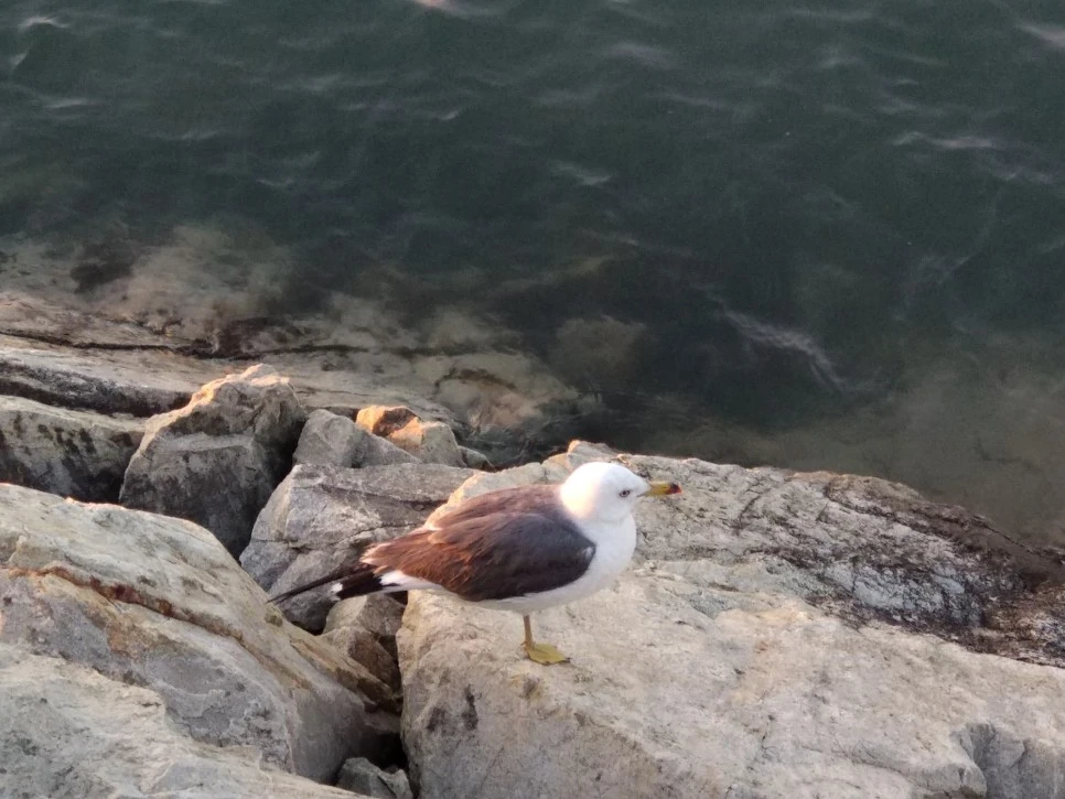 IMG_20180519_192431.jpg?type=w966