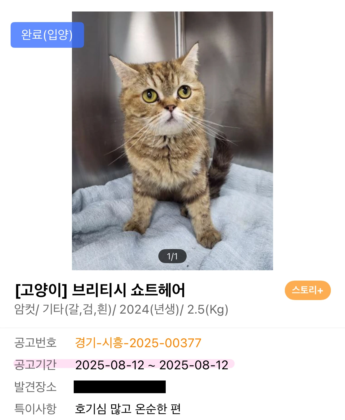 카레 입양공고_01.PNG