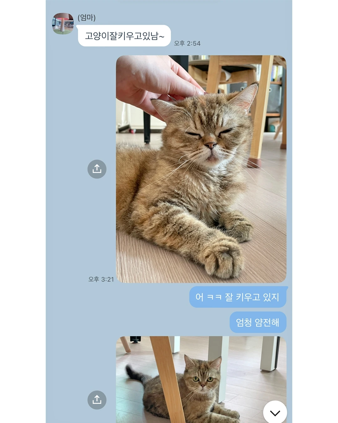 엄마랑 카톡.JPG