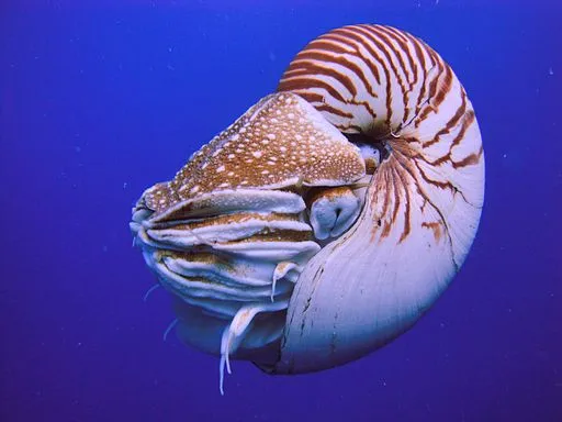 512px-Nautilus_Palau.jpeg