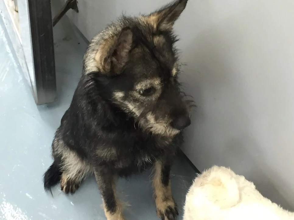 P20180913_143415171_8AEC570C-A35A-4B04-A3CA-9E5F8665B099.JPG?type=w966