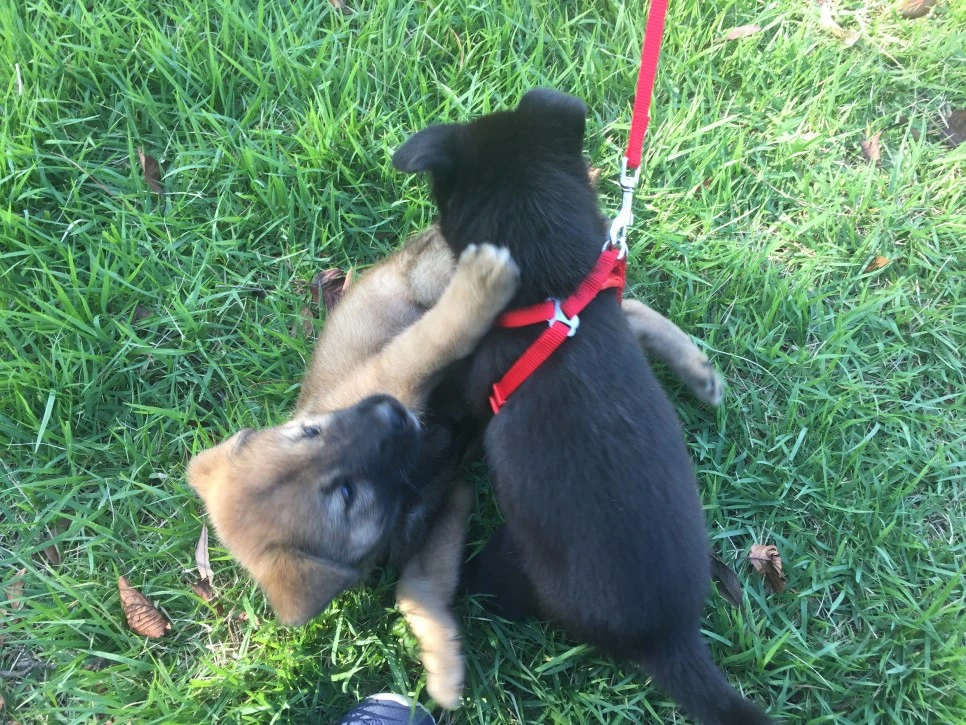 P20180925_155501212_F2F42430-B2D0-436E-A0BA-765829A89331.JPG?type=w966