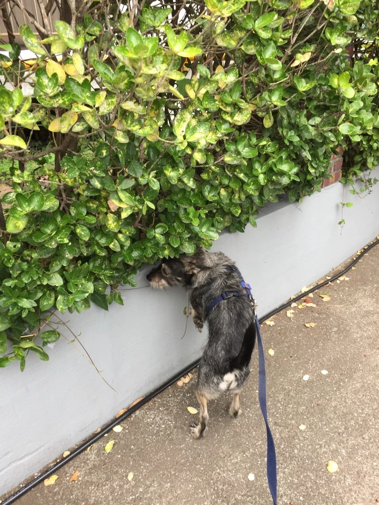 IMG_1715.JPG?type=w773