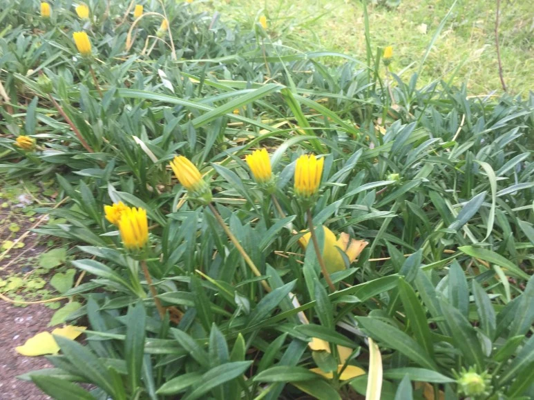 P20181126_095947697_7B69BAA3-7EC6-45B8-A00A-FCEF7D9829CF.JPG?type=w773