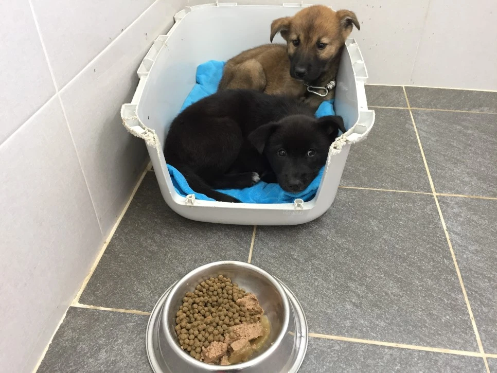 P20181011_133555330_057EC352-ACC8-414F-9B08-DDC5D715CEEF.JPG?type=w966