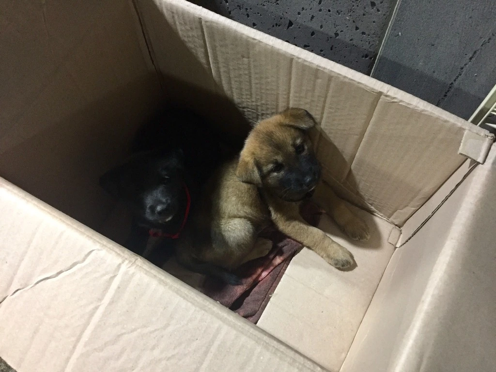 9988633B5BA6E3462C8F39