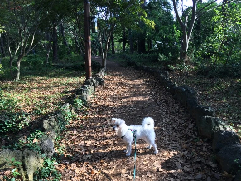 P20181017_153232409_6589AD21-796D-43FC-A9AC-7E249B791800.JPG?type=w773