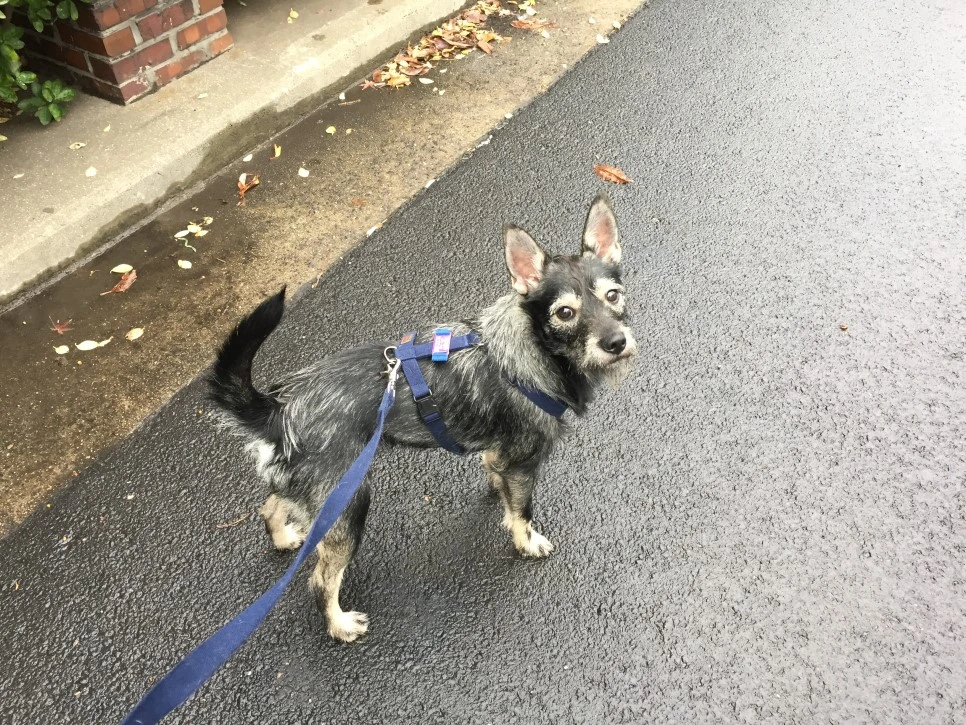 P20181226_130426016_3F355A98-90A2-4AD3-B269-09AA7CB47576.JPG?type=w966