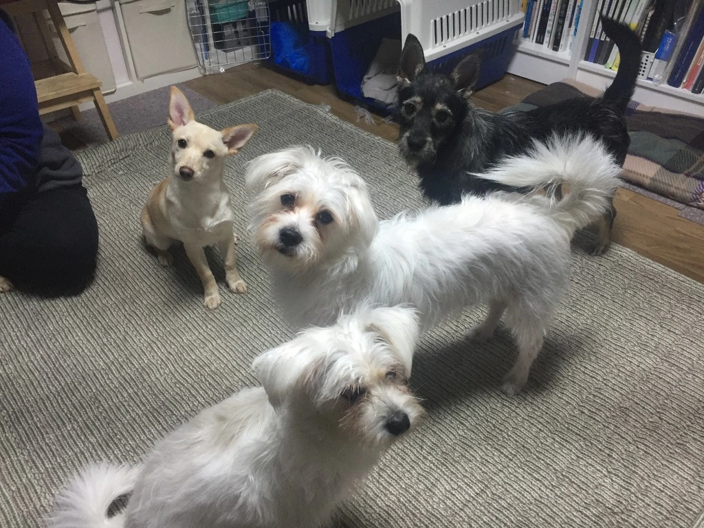 993772495C157A1F195D74