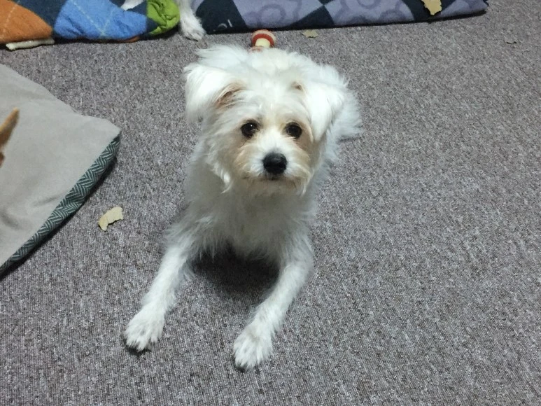 P20181125_181434189_E1DACD77-F9CC-4907-A532-E21917389611.JPG?type=w773