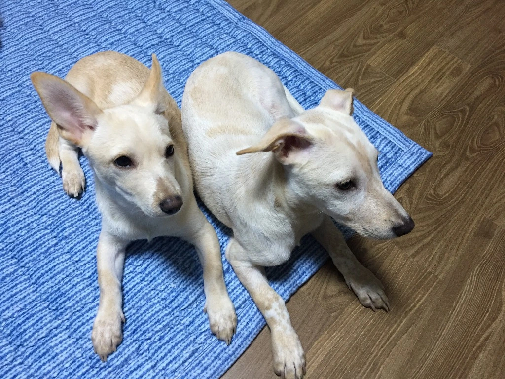 990F37435BCA5959291676